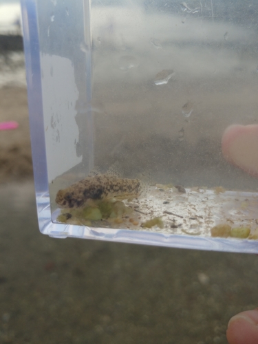 Java goby (Pseudogobius javanicus) — Gobiidae