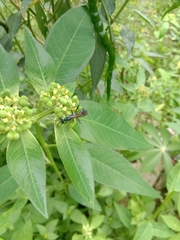 Chalybion bengalense