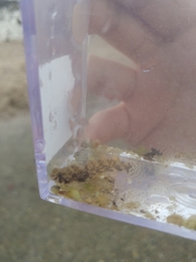 Pseudogobius poicilosoma