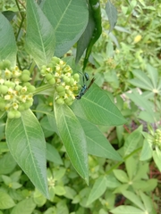 Chalybion bengalense