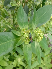 Chalybion bengalense