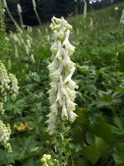 Aconitum orientale