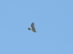 Accipiter trivirgatus