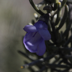 Prostanthera teretifolia