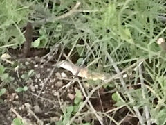 Callisaurus draconoides ventralis