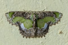 Eucyclodes discipennata