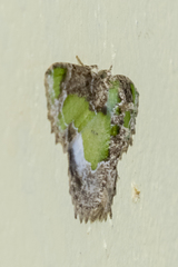 Eucyclodes discipennata