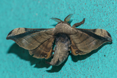 Bombycidae