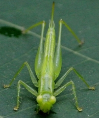 Austrophlugis debaari