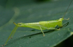 Austrophlugis debaari