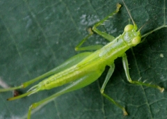 Austrophlugis debaari