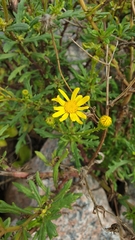 Senecio squalidus