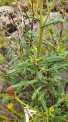 Senecio squalidus