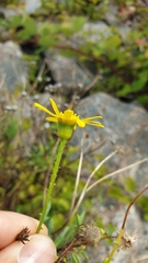 Senecio squalidus