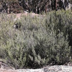 Prostanthera teretifolia