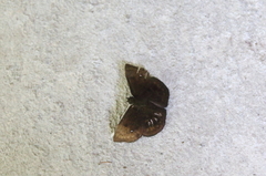 Bolla cyclops