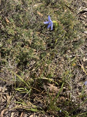 Agrostocrinum scabrum