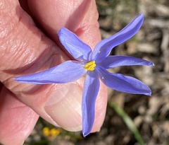 Agrostocrinum scabrum