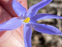 Agrostocrinum scabrum