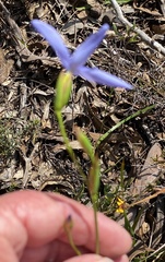Agrostocrinum scabrum