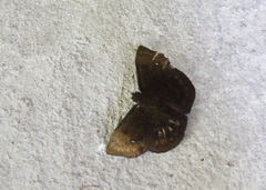 Bolla cyclops