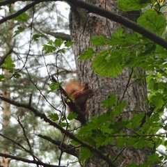 Sciurus vulgaris