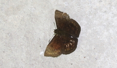 Bolla cyclops