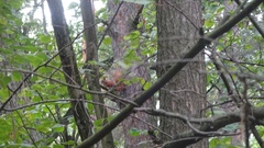 Sciurus vulgaris