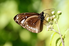 Euploea lewinii