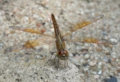 Brachythemis contaminata