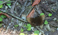 Bolla cyclops