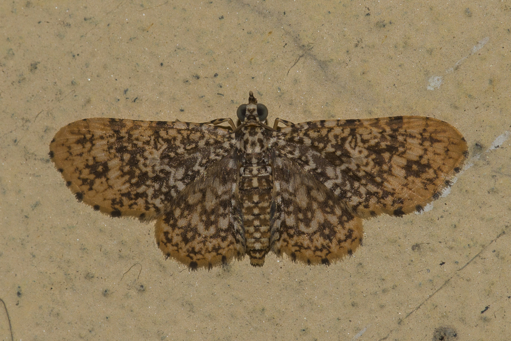 Pomasia salutaris