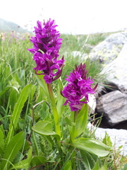 Dactylorhiza euxina