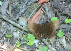 Bolla cyclops