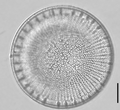 Stephanodiscus