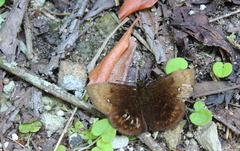 Bolla cyclops