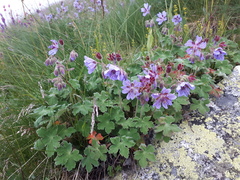 Geranium renardii