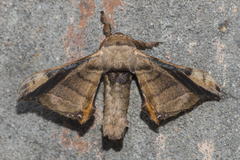 Bombycidae