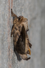 Bombycidae