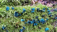 Chlorociboria aeruginascens