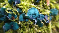 Chlorociboria aeruginascens