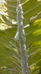 Monoflata pallescens