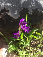 Sparaxis metelerkampiae