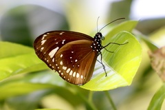 Euploea lewinii