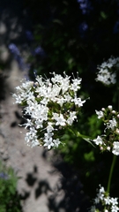 Valeriana sitchensis