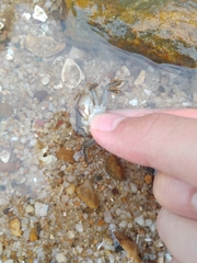 Hemigrapsus penicillatus