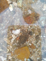 Hemigrapsus penicillatus