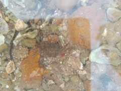 Hemigrapsus penicillatus