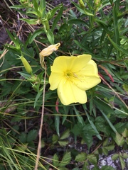 Oenothera argillicola