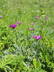 Psephellus vvedenskii